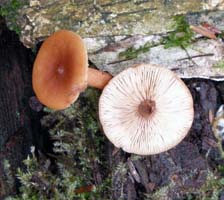 Lactarius subserifluus.